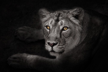 Fototapeta na wymiar strict yellow glowing eyes of a night lioness in the moonlight carefully and sternly looks at you on a black background