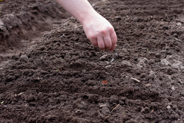 woman sow seeds in the garden. planting vegetables. work in the garden.