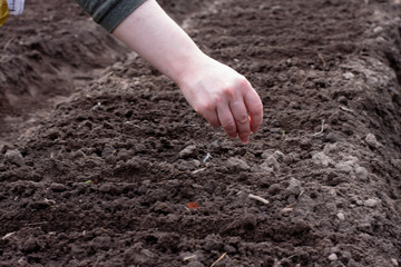 woman sow seeds in the garden. planting vegetables. work in the garden.