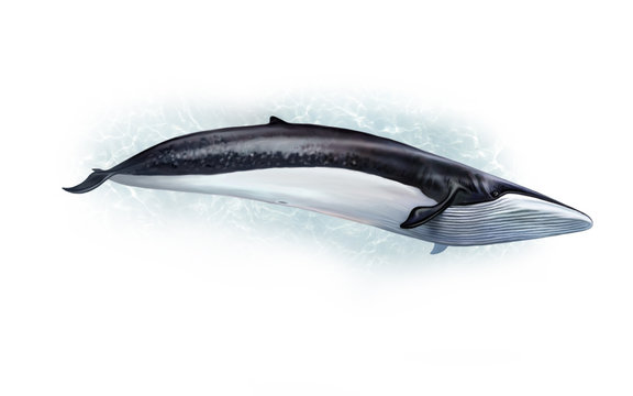 finwal (Balaenoptera physalus)