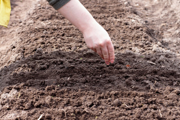 woman sow seeds in the garden. planting vegetables. work in the garden.