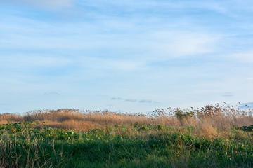 Obraz premium Different green and yellow plants