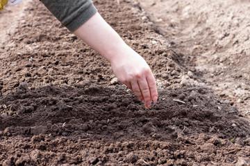 woman sow seeds in the garden. planting vegetables. work in the garden.