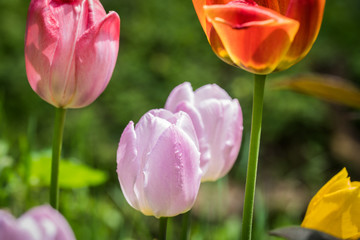 colorful tulip flowers in the garden in the flowerbed