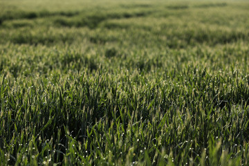 Getreide Korn Feld Morgentau Sonnenstrahlen