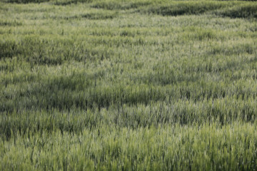 Getreide Korn Feld Morgentau Sonnenstrahlen