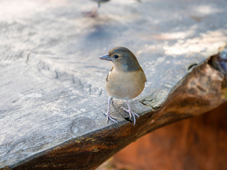 sparrow on a branch