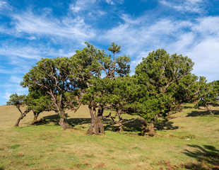stink laurel tree on madeira island