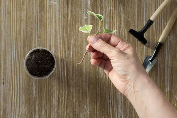 Woman hand holding ficus cutting with root to plant it into pot on the wooden background