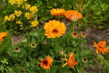 A bouquet of pretty flowers