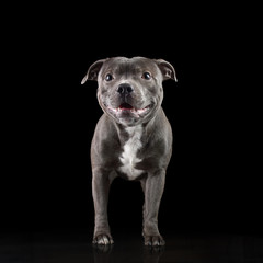 Young gray dog sitting isolated on black