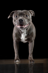 Young gray dog sitting isolated on black