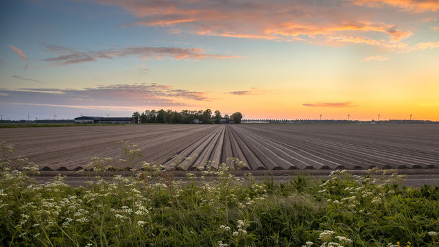 Agricultural field landscape
