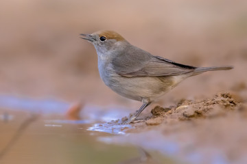 Female Eurasian blackcap