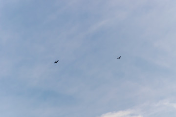 A couple of black birds flying high in the cloudy blue sky on a winter morning