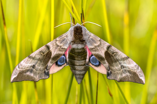 Eyed hawk moth