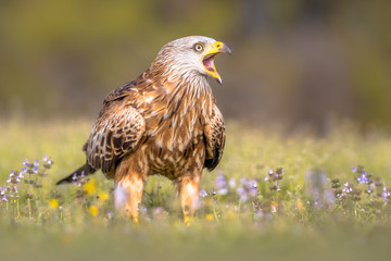 Red kite perched in green grass with flowers