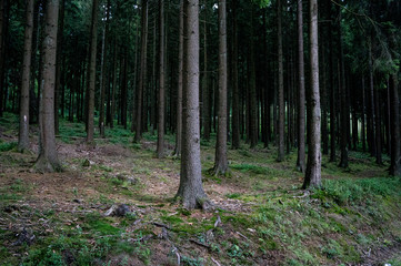 Naklejka premium trees in the forest