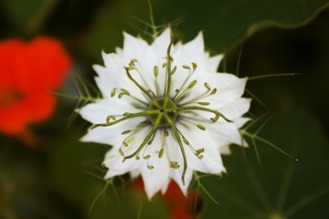 Nigella
