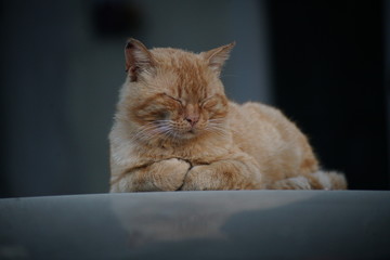 gatto con pelo rosso