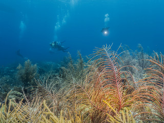 Seascape in turquoise water of coral reef in Caribbean Sea / Curacao with diver