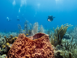 Seascape in turquoise water of coral reef in Caribbean Sea / Curacao with diver, fish, coral and...