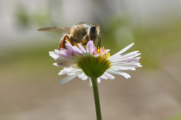 Bee Feeding on Santa Barbara Daisy