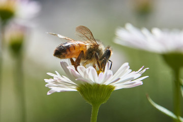 Bee Feeding on Santa Barbara Daisy