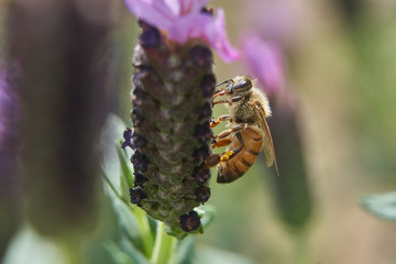Bee Feeding on Lavender flowers top and side views