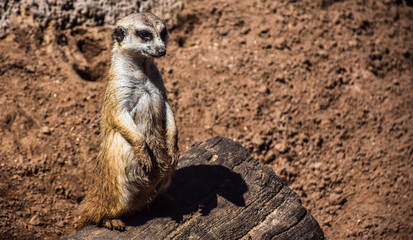 meerkat on the lookout
