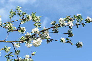 blossoming apple tree