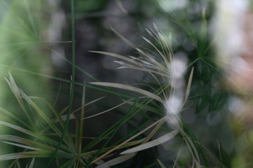 Green papyrus tree plant leaf. Umbrella papyrus with green leaves background. 