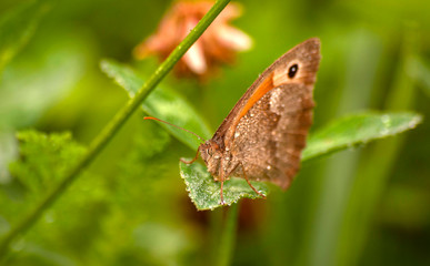 Obraz premium motyl w rosie 