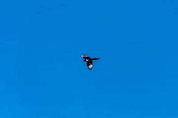 A wide angle shot of a black and white magpie flying high in the clear blue sky on a winter morning