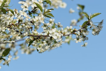 blossoming cherry tree