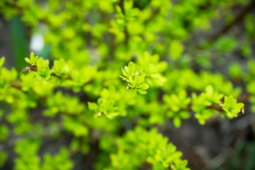 Barberry bush with new leaves in the garden. Selective focus. Shallow depth of field.