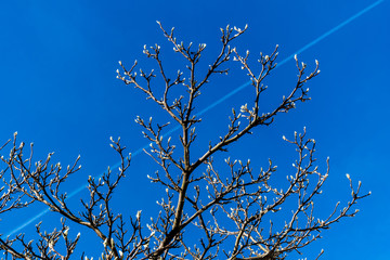 A vibrant shot of a tree with unopened white petals against the background of the clear blue sky
