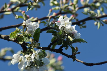 blooming apple tree