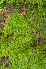 Obraz premium tiny green moss that grows on palm tree trunk