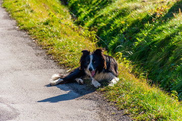 Naklejka na ściany i meble A candid full body shot of a young black-and-white dog lying on green grass in a street in a French mountain village and yawning while looking at camera