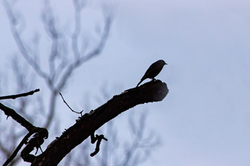 Small Bird Silhouette on Limb
