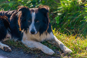 A candid portrait shot of a young black-and-white dog lying on green grass in a street in a French mountain village and looking at camera