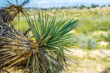 Joshua Tree green needles closeup in the Mojave Desert