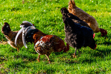 Naklejka na ściany i meble A candid close-up shot of roosters and hens grazing on a green grass field in a French mountain village