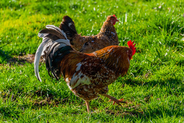 Naklejka na ściany i meble A candid close-up shot of roosters and hens grazing on a green grass field in a French mountain village
