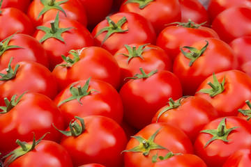 red tomatoes background. Group of tomatoes.