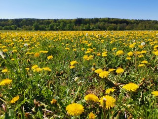 field of dandelions