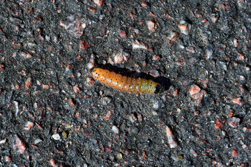 The larva crawls on the asphalt.The view from the top