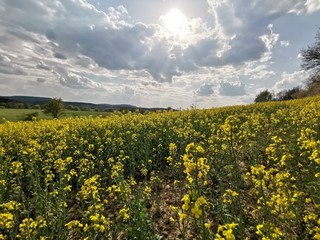 yellow rapeseed field