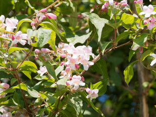 Kolkwitzia amabilis | Kolkwitzie mit weiten Bögen übergeneigten Zweigebreiten weiss und rosa Blütenständen am Ende kurzer Seitenzweige dunkelgrün Laub